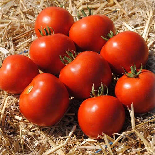 Насіння томату детермінантного Мамако F1 Syngenta 500 шт, Фасовка: Проф упаковка 2 500 шт | Agriks