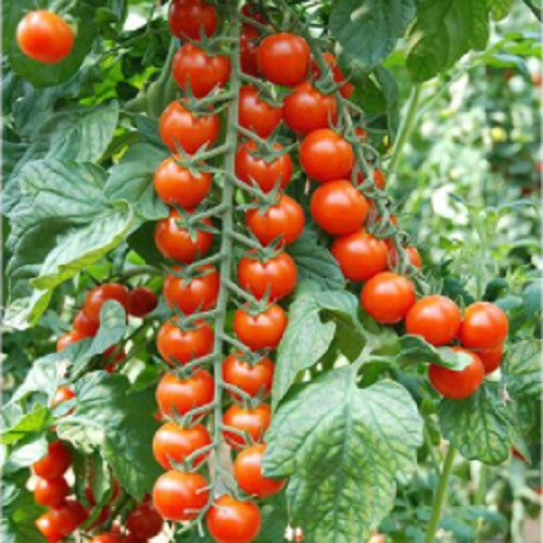 Насіння томату індетермінантного Порпора F1 Esasem 250 шт, Фасовка: Проф упаковка 1 000 шт | Agriks