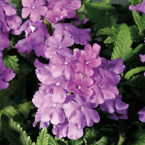 Насіння вербени Обсешн F1 фіолетова 100 шт Syngenta Flowers, Різновиди: Ліловий, Фасовка: Проф упаковка 100 шт | Agriks