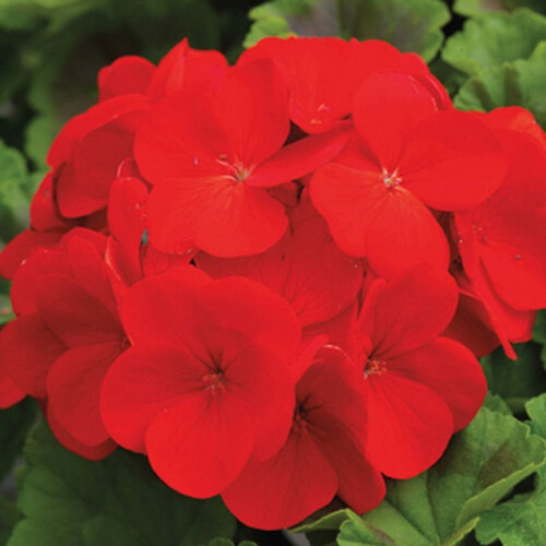 Насіння пеларгонії Пінто F1 темно-червона 100 шт Syngenta Flowers, Різновиди: Темно-червоний, Фасовка: Проф упаковка 100 шт | Agriks
