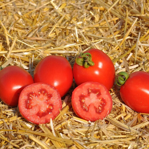 Насіння томату детермінантного Чезена F1 Libra Seeds (Erste Zaden) 1 000 шт, Фасовка: Проф упаковка 1 000 шт | Agriks