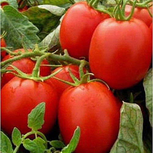 Насіння томату детермінантного Імпакт F1 Hazera 5 000 шт драже, Фасовка: Проф упаковка 1 000 шт | Agriks