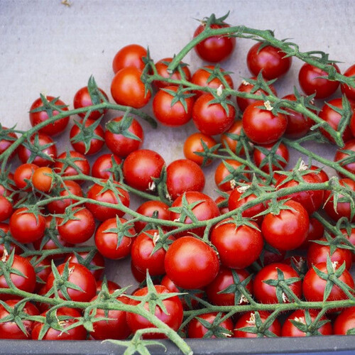 Насіння томату індетермінантного Мінопріо F1 Clause 250 шт, Фасовка: Проф упаковка 1 000 шт | Agriks
