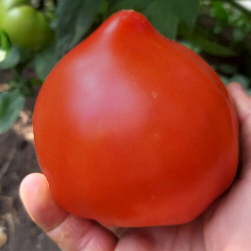 Насіння томату індетермінантного Нікса F1 Libra Seeds (Erste Zaden) 250 шт, Фасовка: Проф упаковка 1 000 шт | Agriks