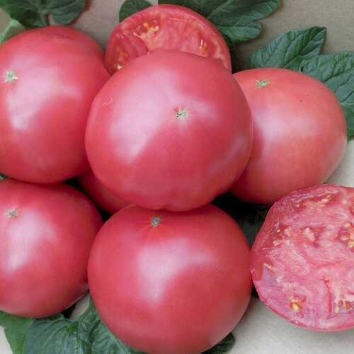 Насіння томату індетермінантного Сім-Сім (EZ 777) F1 Libra Seeds (Erste Zaden) 100 шт, Фасовка: Проф упаковка 1 000 шт | Agriks
