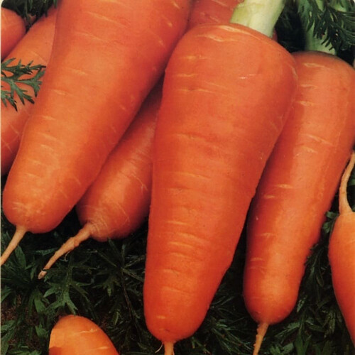 Насіння моркви Шантане Ред Коред 2 Bakker Brothers 250 г, Фасовка: Проф упаковка 250 г | Agriks