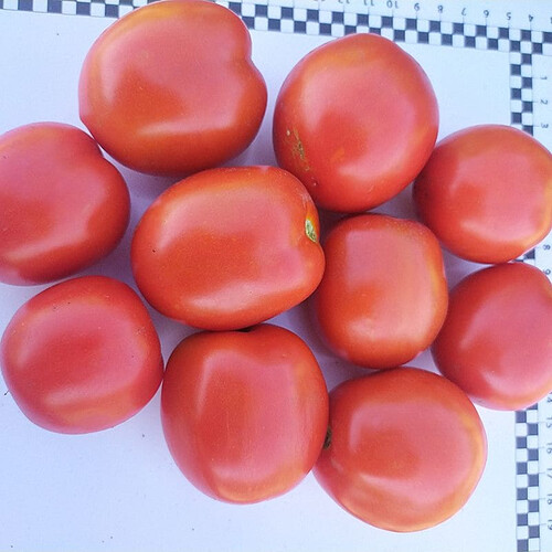 Насіння томату детермінантного 9960 F1 Spark Seeds 5 000 шт | Agriks