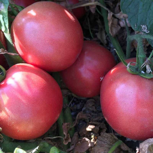 Насіння томату детермінантного Пінк Сейф F1 Spark Seeds від 500 шт, Фасовка: Проф упаковка 500 шт | Agriks