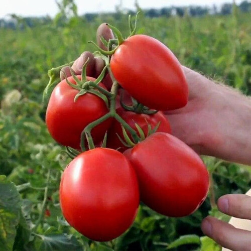 Насіння томату детермінантного Галілея F1 Hazera від 10 шт, Фасовка: Проф упаковка 25 000 шт | Agriks