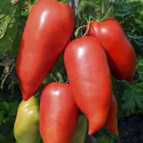 Семена томата индетерминантного Корнабел F1 Hazera 250 шт, Фасовка: Проф упаковка 1 000 шт | Agriks
