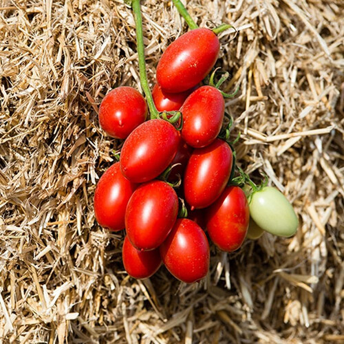 Насіння томату детермінантного Санміно F1 Syngenta від 10 шт, Фасовка: Проф упаковка 2 500 шт | Agriks