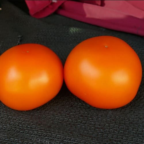 Насіння томату індетермінантного Єллоу Пешен F1 Spark Seeds від 250 шт, Фасовка: Проф упаковка 1 000 шт | Agriks