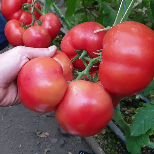 Насіння томату індетермінантного Хаєт F1 Sakata 250 шт, Фасовка: Проф упаковка 500 шт | Agriks
