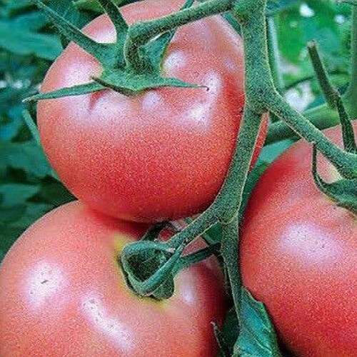 Насіння томату індетермінантного Пінк Енжел F1 Libra Seeds (Erste Zaden) 250 шт, Фасовка: Проф упаковка 250 шт | Agriks