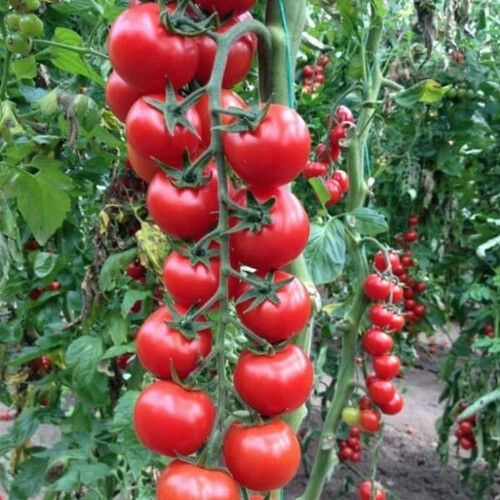 Насіння томату індетермінантного Сакура F1 Vitalis від 250 шт | Agriks