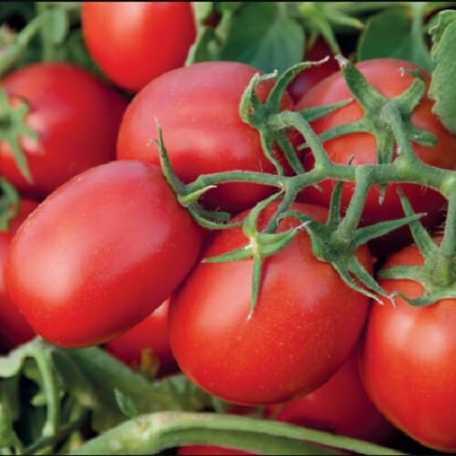 Насіння томату детермінантного Суомі F1 Syngenta 2 500 шт, Фасовка: Проф упаковка 25 000 шт | Agriks