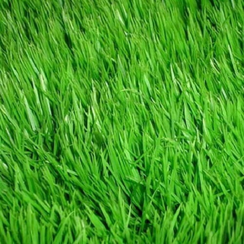 Газонная трава Дюймовочка /Thamberlina DLF Trifolium (Дания) от 1 кг, Фасовка: Проф упаковка 100 г | Agriks