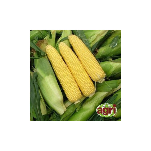 Семена кукурузы сахарной Сириус F1 Аgri Saaten от 1 000 шт, Фасовка: Проф упаковка 1 000 шт | Agriks