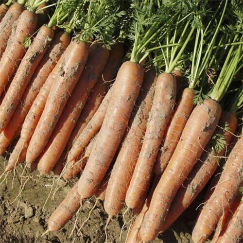 Семена моркови Нарбонне F1 Bejo от 100 000 шт (1,6-1,8), Фасовка: Проф упаковка 100 000 шт (1,8 - 2,0) | Agriks