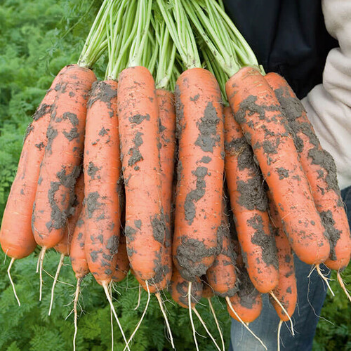 Насіння моркви Нерак F1 Bejo від 100 000 шт (1,6-1,8), Фасовка: Проф упаковка 100 000 шт (1,8 - 2,0) | Agriks