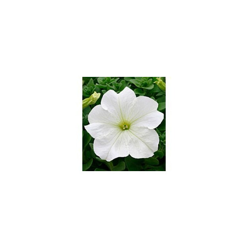 Семена петунии Виртуоз White Kitano Seeds 1000 драже, Разновидности: White, Фасовка: Проф упаковка 1 000 шт | Agriks