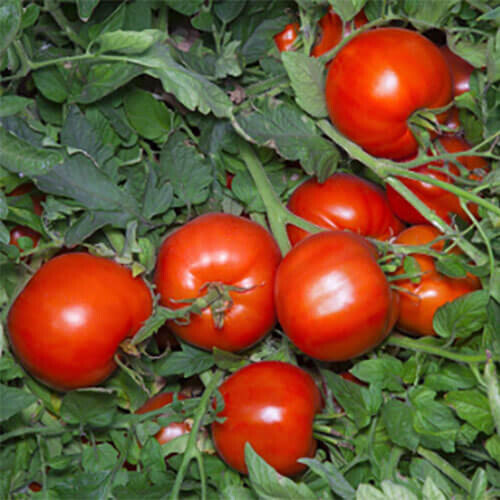 Насіння томату детермінантного Аніта F1 Kitano Seeds від 10 шт, Фасовка: Проф упаковка 1 000 шт | Agriks