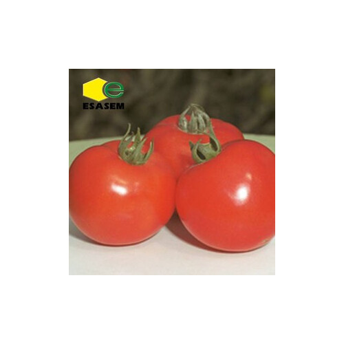 Насіння томату детермінантного Квікфаєр F1 Еsasem від 1 000 шт, Фасовка: Проф упаковка 1 000 шт | Agriks