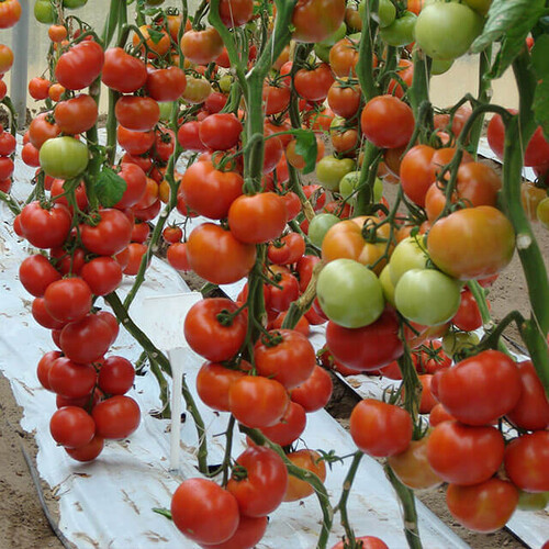 Насіння томату індетермінантного Беллє F1 Enza Zaden від 10 шт, Фасовка: Міні упаковка 10 шт | Agriks