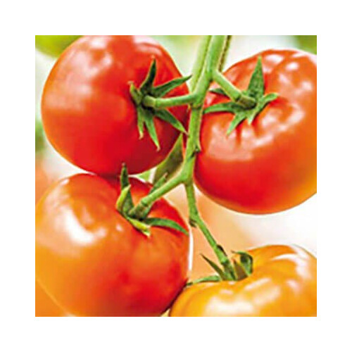 Насіння томату Рок F1 Seminis від 500 шт, Фасовка: Проф упаковка 1 000 шт | Agriks