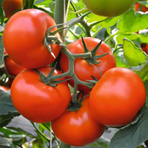 Насіння томату індетермінантного Тобольськ F1 Bejo від 10 шт, Фасовка: Проф упаковка 250 шт | Agriks