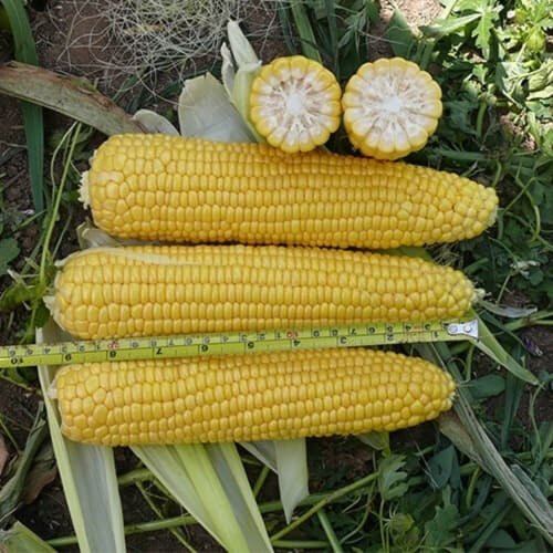Семена кукурузы Алойзия F1 Semo 50 г, Фасовка: Проф упаковка 50 г | Agriks