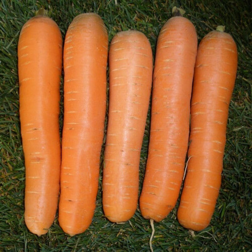 Насіння моркви Аніна Semo 20 г, Фасовка: Проф упаковка 50 г | Agriks
