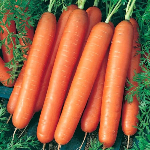 Семена моркови Ванда Semo 20 г, Фасовка: Проф упаковка 500 г | Agriks