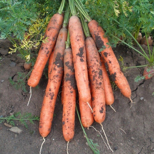 Насіння моркви Ярана F1 Semo 10 г, Фасовка: Проф упаковка 25 000 шт | Agriks