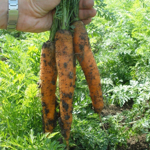 Семена моркови Йитка F1 Semo 10 г, Фасовка: Проф упаковка 25 000 шт | Agriks