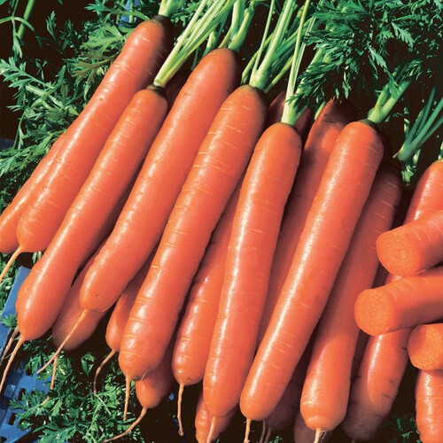 Насіння моркви Йолана F1 Semo 10 г, Фасовка: Проф упаковка 25 000 шт | Agriks