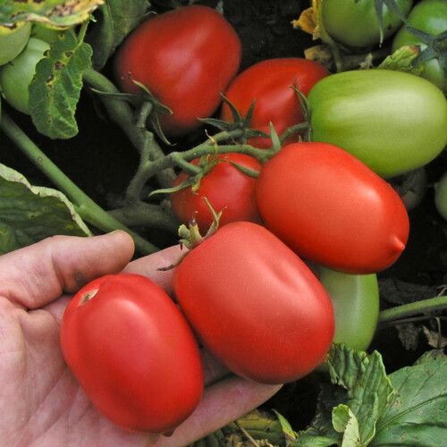 Насіння детермінантного томата Денар Semo 5 г, Фасовка: Проф упаковка 10 000 шт | Agriks