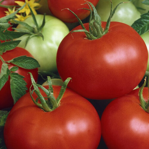Насіння детермінантного томата Діана Semo 5 г, Фасовка: Проф упаковка 10 000 шт | Agriks