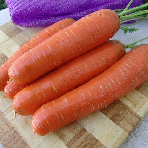 Насіння моркви Берліка F1 Moravoseed 50 000 шт, Фасовка: Проф упаковка 1 000 000 шт | Agriks