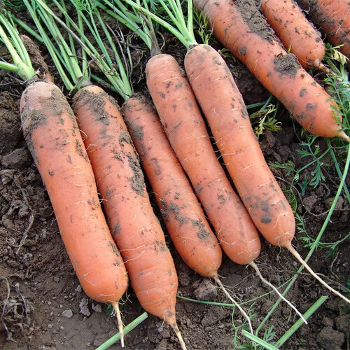 Семена моркови Марион F1 Moravoseed 25 000 шт, Фасовка: Проф упаковка 100 000 шт | Agriks