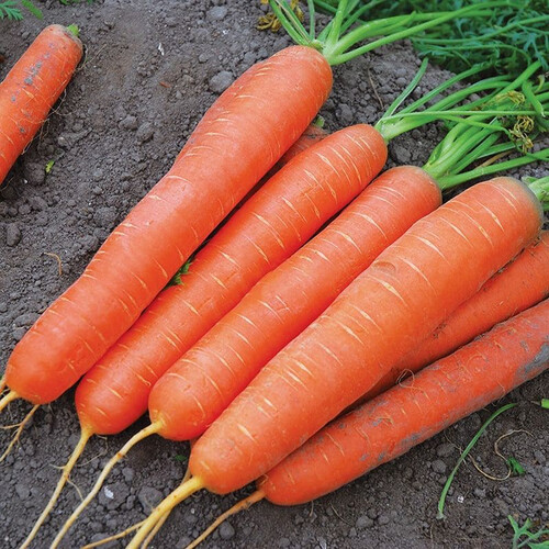 Насіння моркви Сатурно F1 Clause від 25 000 шт, Фасовка: Проф упаковка 25 000 шт (2,0-2,2) | Agriks