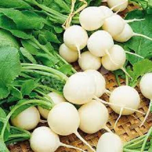 Семена редиса Витни Moravoseed 250 гр, Фасовка: Проф упаковка 1 кг, Цвет: Белый | Agriks