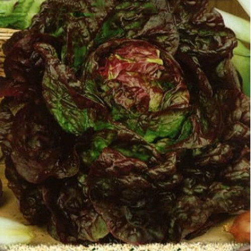Насіння салату Роземарі Moravoseed 5 000 шт, Фасовка: Проф упаковка 1 кг, Колір: Червоний | Agriks