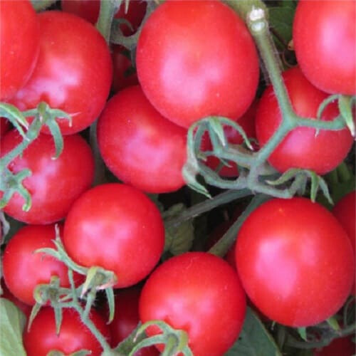 Насіння томату Багліор F1 Cora Seeds 1 000 шт, Фасовка: Проф упаковка 25 000 шт | Agriks