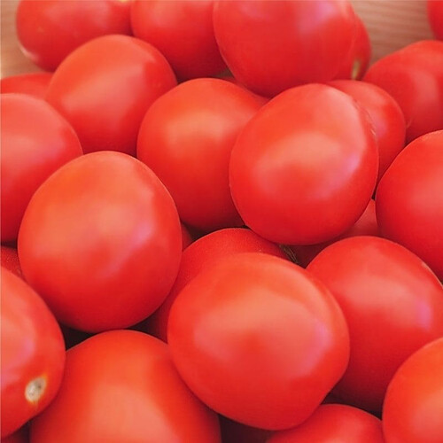 Насіння томату детермінантного Баста F1 Clause від 1 000 шт, Фасовка: Проф упаковка 25 000 шт | Agriks