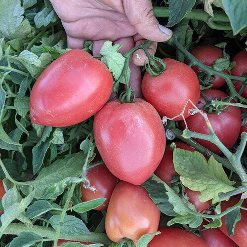 Насіння томату детермінантного Пінк Крос F1 Libra Seeds (Erste Zaden) 250  шт, Фасовка: Проф упаковка 250 шт | Agriks