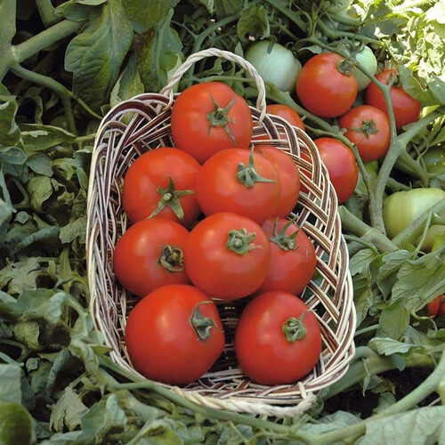 Насіння томату детермінантного Полбіг F1 Bejo від 20 шт (Agriks), Фасовка: Проф упаковка 1 000 шт | Agriks