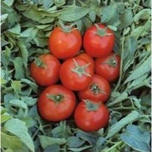 Насіння томату детермінантного Топспорт F1 Bejo 1 000 шт, Фасовка: Проф упаковка 1 000 шт | Agriks