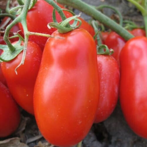 Насіння томату Флендер F1 Cora Seeds 1 000 шт, Фасовка: Проф упаковка 1 000 шт | Agriks