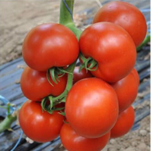 Насіння томату індетермінантного Черокі F1 Esasem від 250 шт, Фасовка: Проф упаковка 500 шт | Agriks